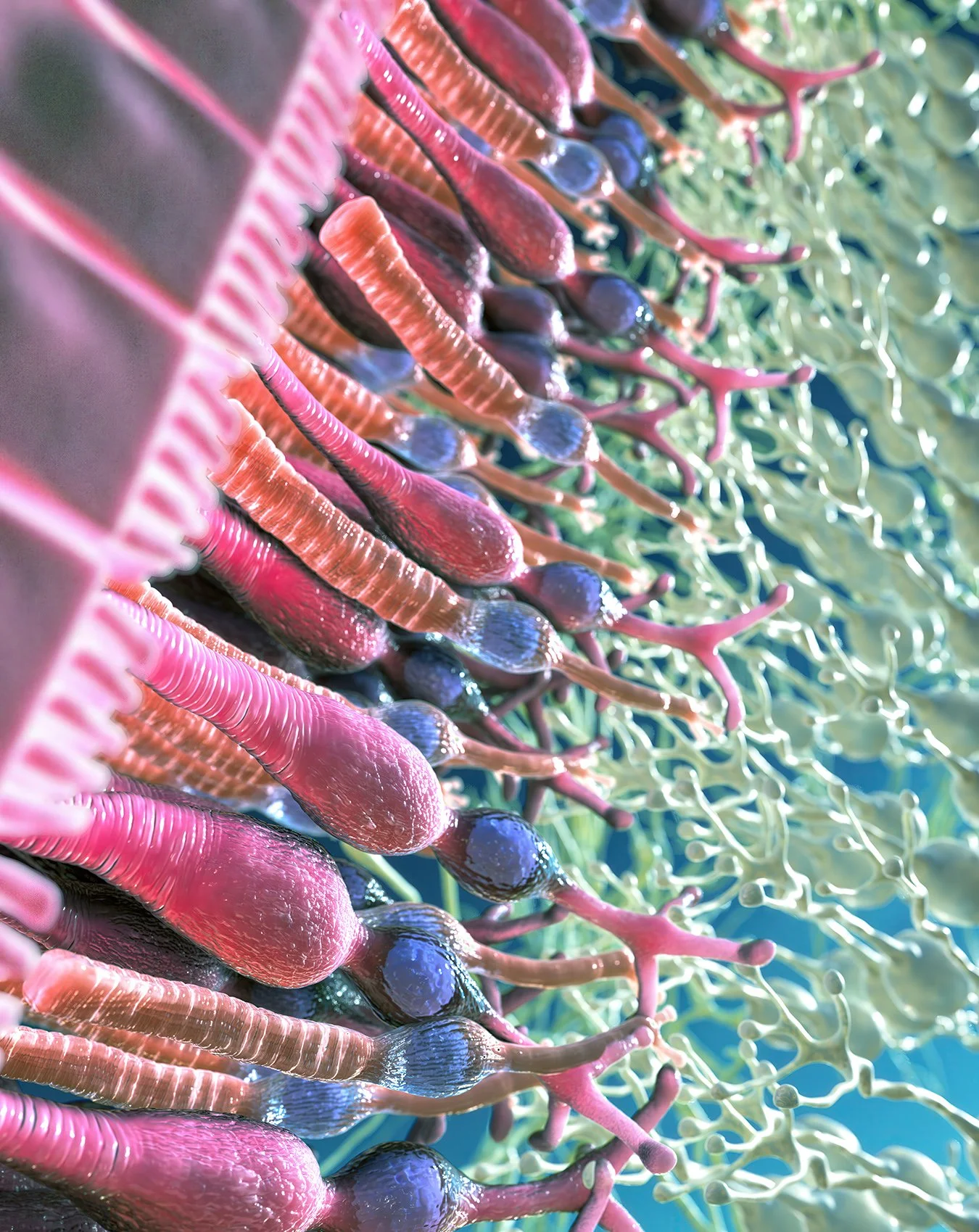 Invest in Digital Art: Exploring Cellular Structures and Forms